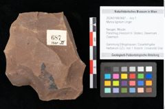 Foto (Objekt + Etikett) von Myrica lignitum Unger (NHMW-GEO-2024-0188-0687)
